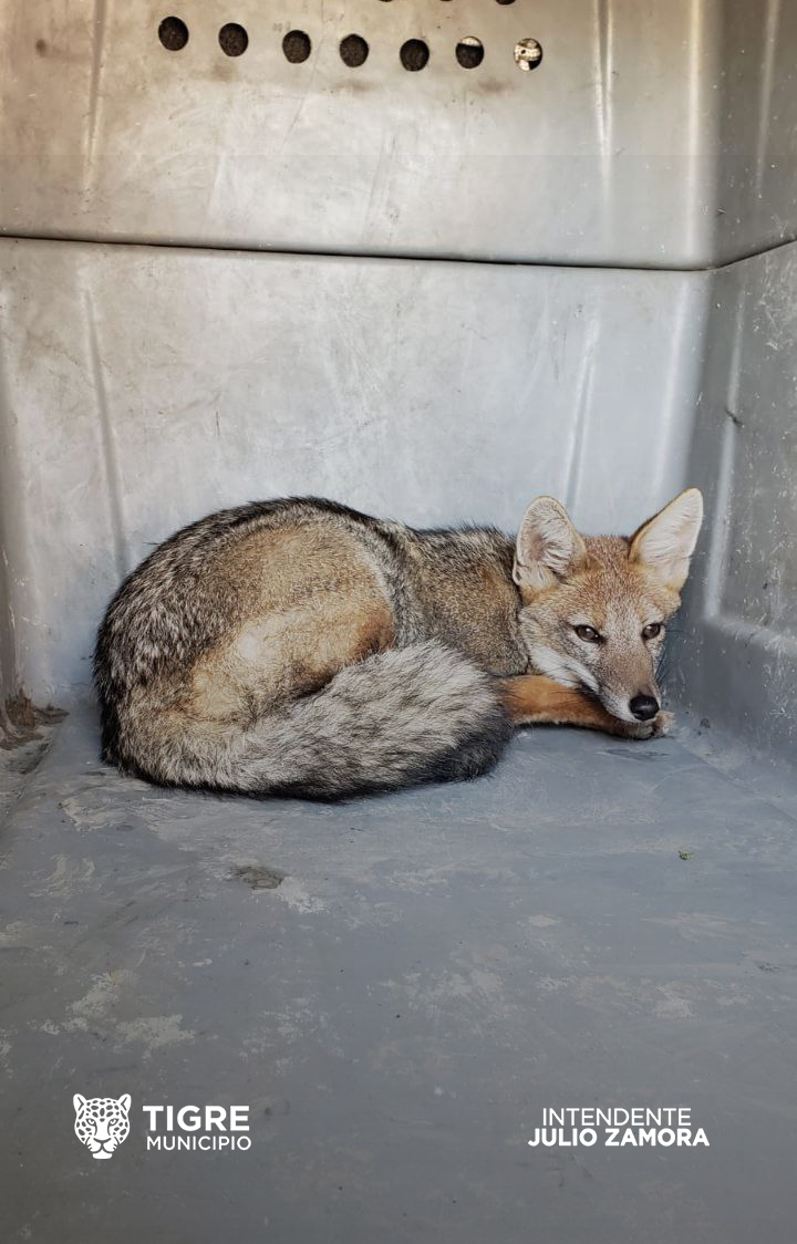 AlertaTigre's tweet photo. En el día de hoy junto a Defensa Civil y Ambiente Tigre se rescató un Zorro Gris Pampeano de un domicilio en la localidad de Rincón de Milberg. El mismo fue trasladado hacia la Reserva Privada El Morejón ubicada en Campana, la cual es administrada por la @FundacionAzara https://t.co/b3iEG7GBIT