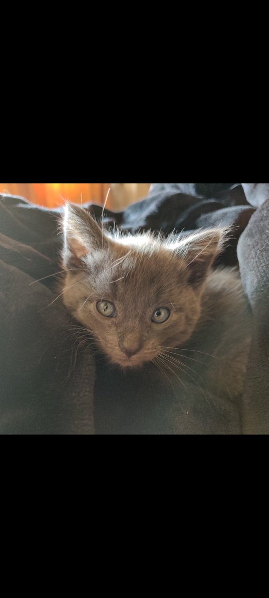 RenaudBoyaval's tweet photo. Ce tout petit chat et un amour plein de vie 🥰 en pleine forme qui ne demande que d'amour 😻☺️
Un petit chat que j'ai sauvé indirectement sans le savoir d'une mort atroce ! 😥 Un petit chat qui était destiné à être jeté comme un déchets dans un canal 💔 😡💥 https://t.co/mFkuiemL1r