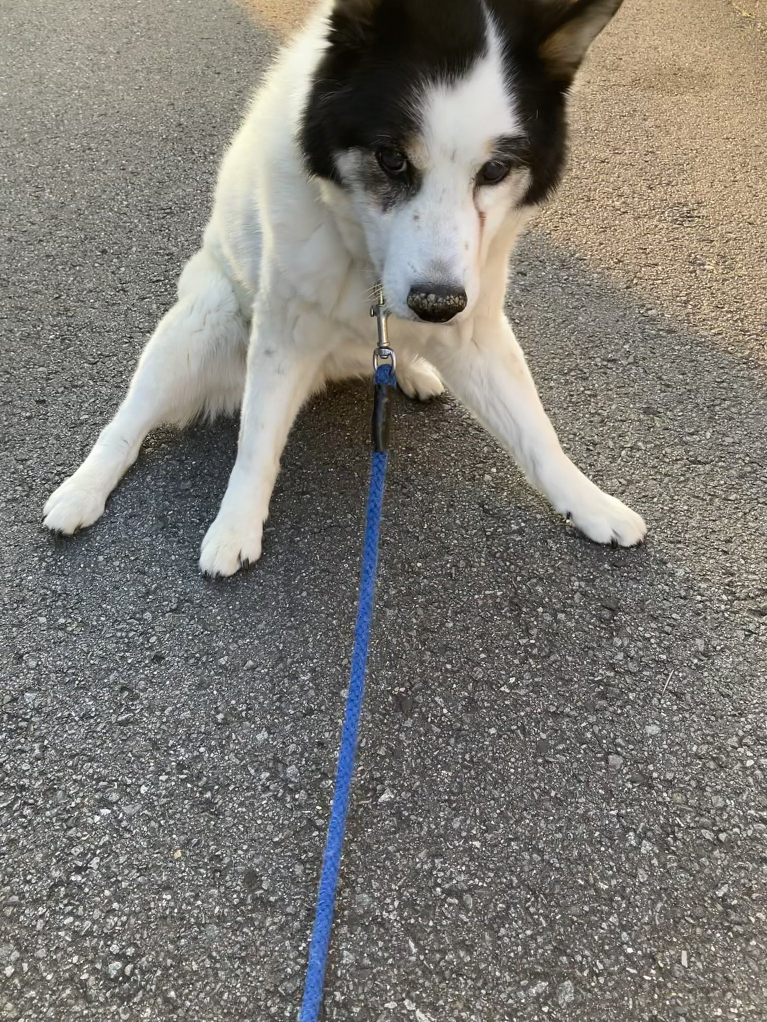保護猫のために 寝る前はうろうろ お喋り 良く寝たね 3時30分 お薬 朝はまだ寒い ゆっくり歩く お腹も絶好調だ 帰りは少し疲れたから抱っこして歩く あったかい 老犬 元保護犬 噛む犬の心を知る 老犬を捨てないで 老犬にあたたかな居場所