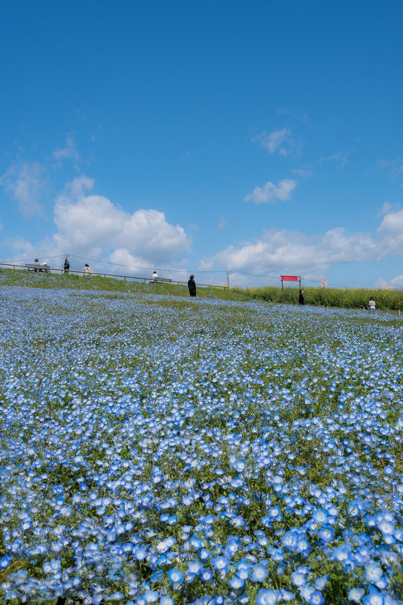 bakusan9604's tweet photo. 鼻高展望花の丘のネモフィラ
ひたち海浜公園ではありません笑
#gunmapics #gunma_scene #ぐんまフォト旅 #ぐんま応援びと #ぐんまフォト旅掲載希望 #ぐんまの風景 #写真好きな人と繋がりたい #群馬 #高崎 #鼻高 #ネモフィラ #ネモフィラブルー #GWはフォロワーさんが増えるらしい #グンマーの春 https://t.co/4MtBW74VBs