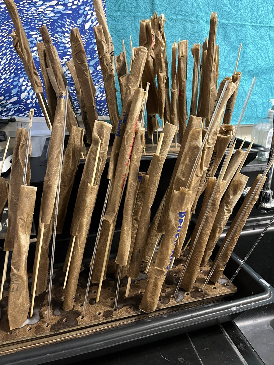 hollyastuart's tweet image. Part 1 of Fossil Exploration

Ss made models of preserved, mold, and petrified fossils.

#TeachBetter #ScienceBetter #StuartScience #tlap #scitlap