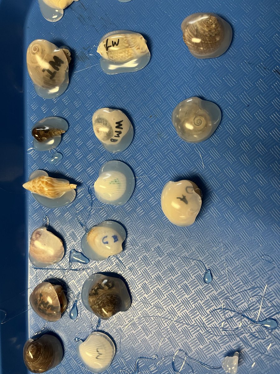 hollyastuart's tweet image. Part 1 of Fossil Exploration

Ss made models of preserved, mold, and petrified fossils.

#TeachBetter #ScienceBetter #StuartScience #tlap #scitlap