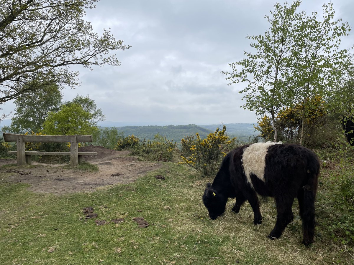 Papagbb (@papagbb) on Twitter photo High up in <a href="/sdnpa/">South Downs National Park</a> here is <a href="/MyFaveBench/">My Favourite Bench</a> beautiful views and a equally beautiful herd of #beltedgalloway High up in <a href="/sdnpa/">South Downs National Park</a> here is <a href="/MyFaveBench/">My Favourite Bench</a> beautiful views and a equally beautiful herd of #beltedgalloway