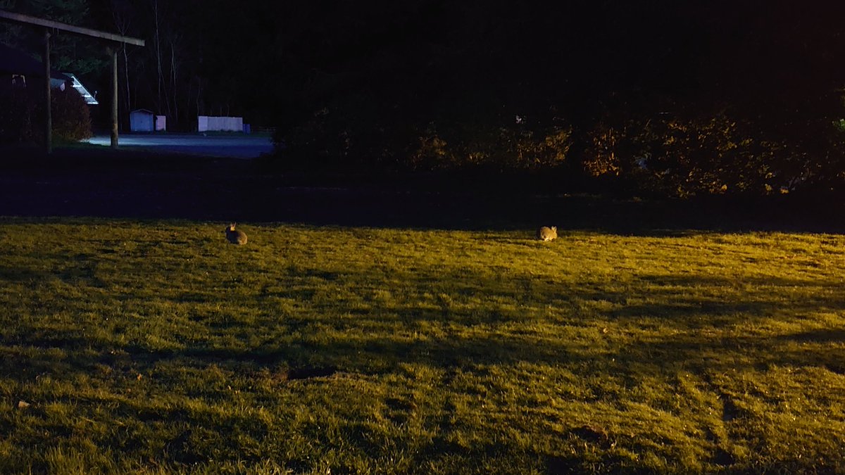 Camp fire 🔥 toasted marshmallows and songs yr3 and yr4. Local wildlife saying hello 😃