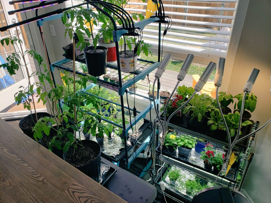 lucahjin's tweet photo. I planted almost 50 plants outside already and I have this lot left inside till may long weekend  🙃 https://t.co/ZuUrZd2RHp