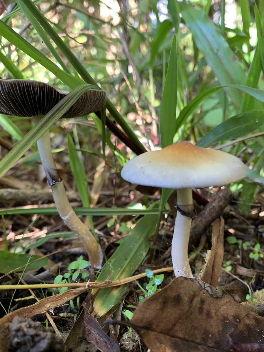 Alistair McTaggart (@mcthoughtful) on Twitter photo Thanks again @BrettSumm #magicmushroom magnet who found Psilocybe cubensis while we surveyed myrtle rust. Another population from east Oz. Read about what we're doing with these shrooms at alistairmctaggart.weebly.com/magicmushrooms. Thanks again @BrettSumm #magicmushroom magnet who found Psilocybe cubensis while we surveyed myrtle rust. Another population from east Oz. Read about what we're doing with these shrooms at alistairmctaggart.weebly.com/magicmushrooms.