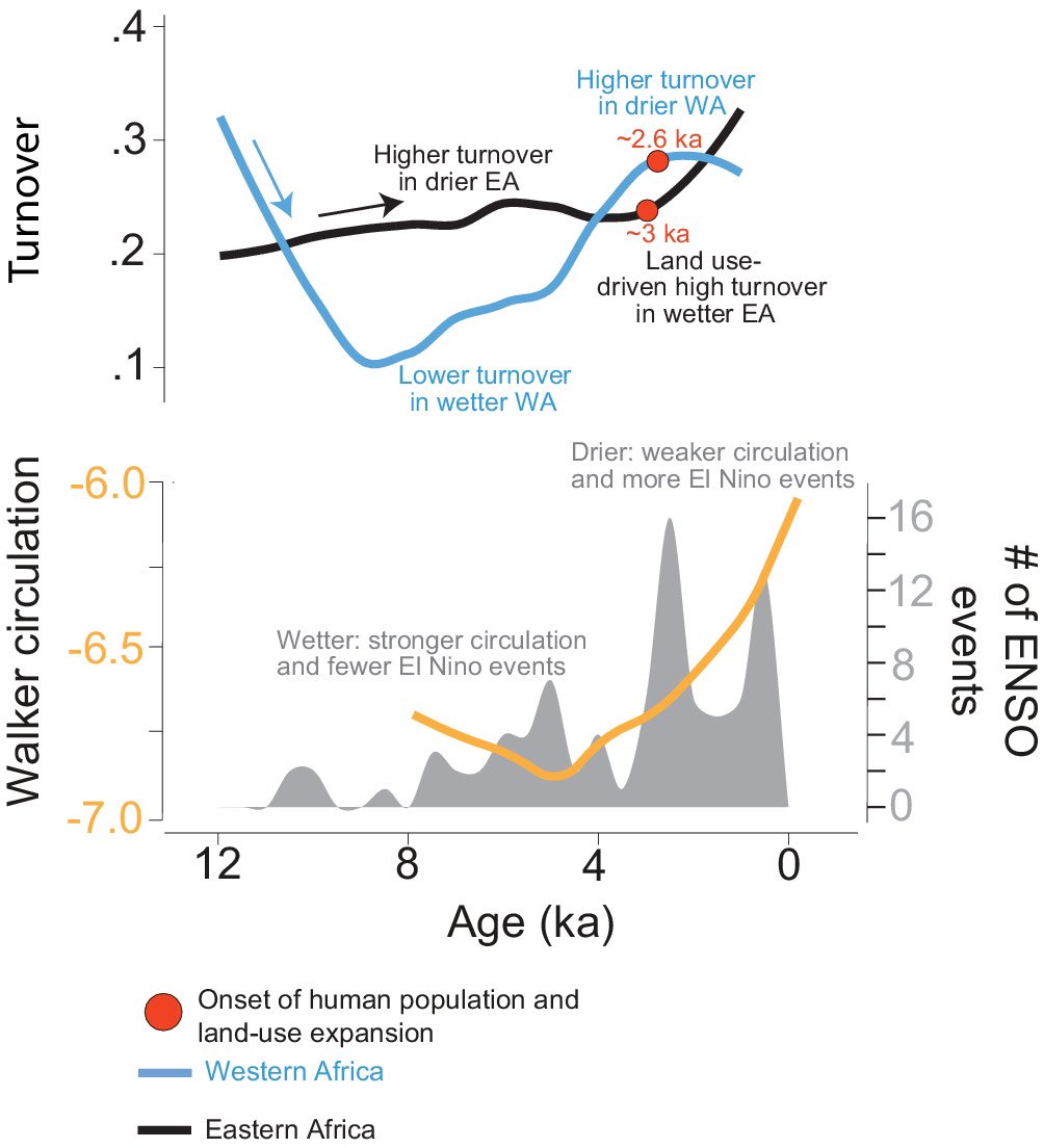 Matthew Adeleye (@matt_adeleye) on Twitter photo 2022-05-03 21:59:50 In our new study (myself, @thatpollenguy @sjivory et al), we use pollen records in @neotomadb to show long-term stability across diversity gradient in African biomes, as well as variable timing and drivers of instability in the Holocene. doi.org/10.1111/geb.13… In our new study (myself, @thatpollenguy @sjivory et al), we use pollen records in @neotomadb to show long-term stability across diversity gradient in African biomes, as well as variable timing and drivers of instability in the Holocene. doi.org/10.1111/geb.13…