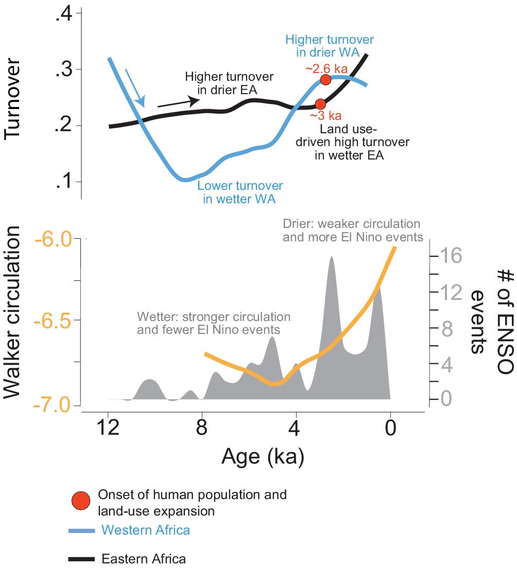 In our new study (myself, @thatpollenguy @sjivory et al), we use pollen records in @neotomadb to show long-term stability across diversity gradient in African biomes, as well as variable timing and drivers of instability in the Holocene. doi.org/10.1111/geb.13…