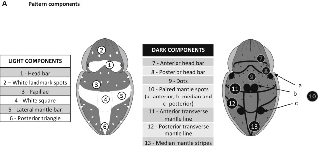 Visual Ecology UQ (@ecovisuq) on Twitter photo New paper by Prof. Daniel Osorio and others show that cuttlefish use two distinct cognitive strategies to select a body pattern to match their seafloor background, which links nicely to a hierarchical motor control system
doi.org/10.1016/j.cub.… <a href="/CurrentBiology/">Current Biology</a> New paper by Prof. Daniel Osorio and others show that cuttlefish use two distinct cognitive strategies to select a body pattern to match their seafloor background, which links nicely to a hierarchical motor control system
doi.org/10.1016/j.cub.… <a href="/CurrentBiology/">Current Biology</a>