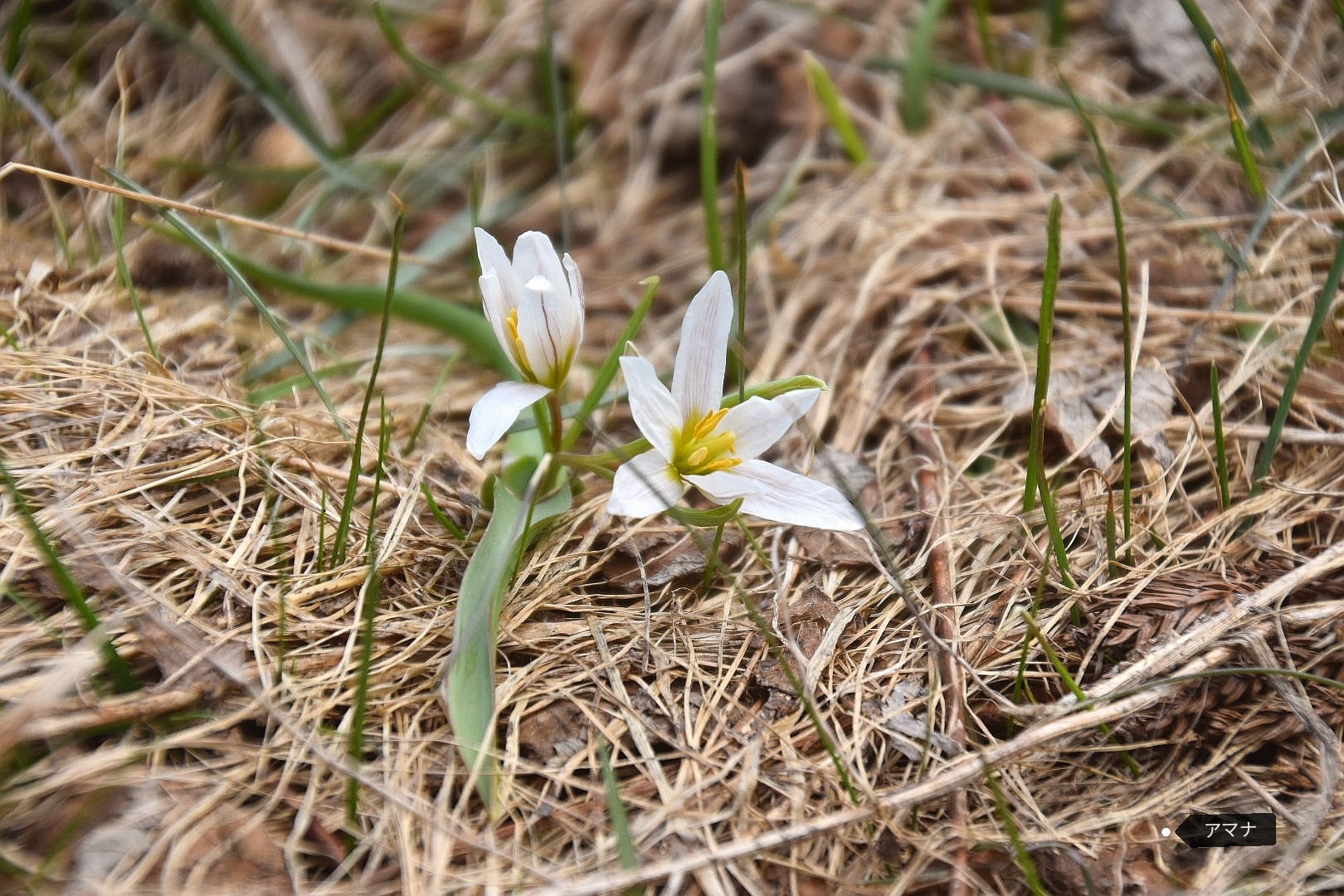 アマナ Twitter Search Twitter