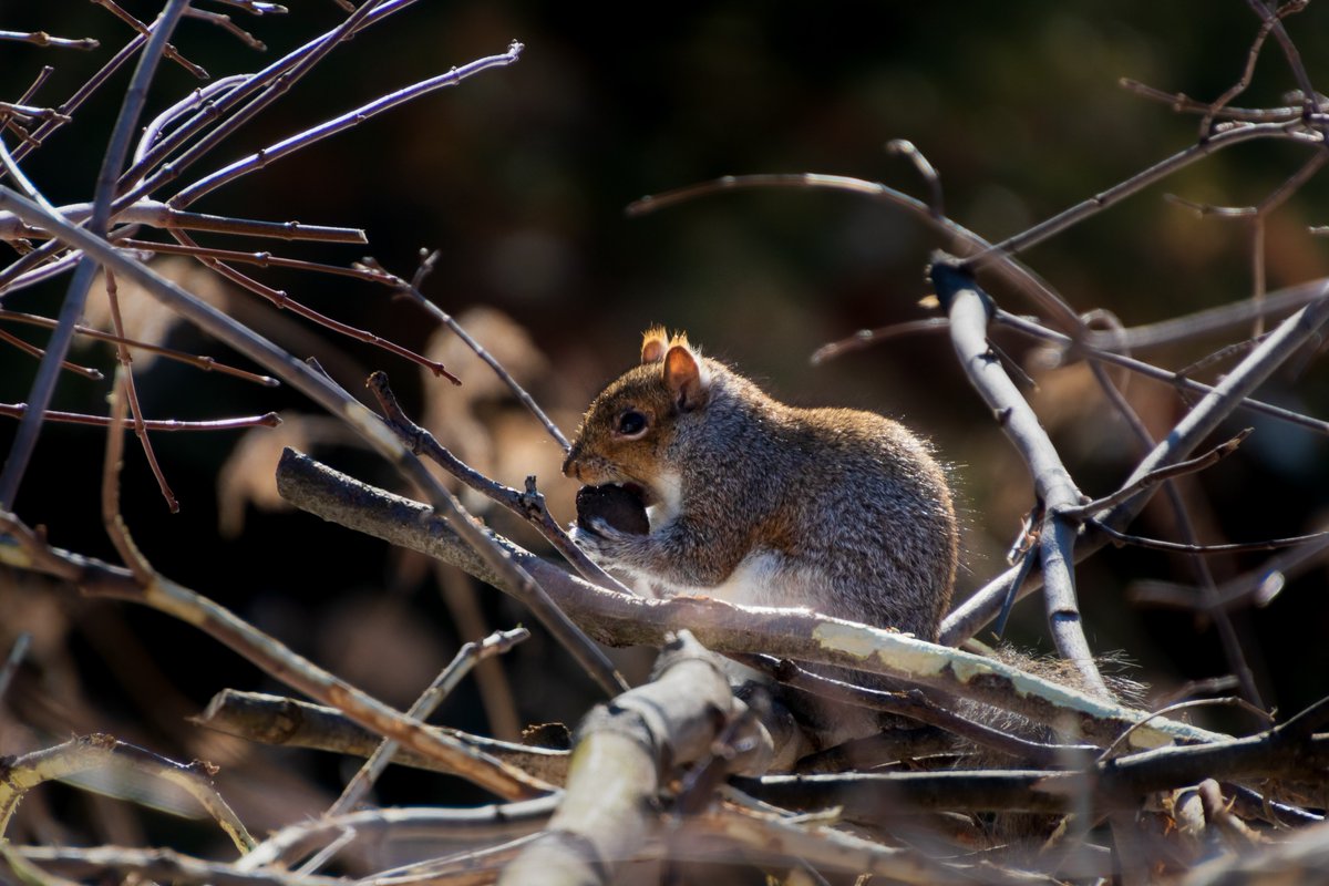 lizdporter's tweet photo. Tomorrow @ 2pm I'll be chatting with @IdeaXchng about my squirrely work with @squirrellifesci supported by funding from @GIER_UofG . All welcome! sign up to get the link here https://t.co/Z5ii6eoX1A
photo by @miche_beltran https://t.co/X6ab7OfuI2