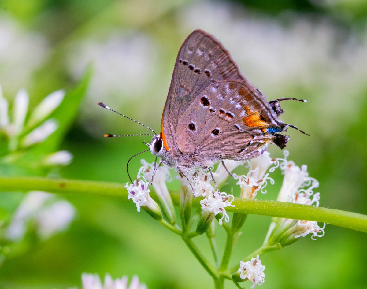 Dery27379532's tweet photo. #macrofotografia #macrophotography #natura #naturaleza #fotografianaturaleza #photonature #insectos #bugs #mariposa #buttlerfly #flores #Flowers https://t.co/xzMpYn28YL