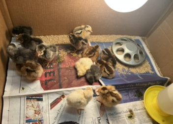 sbsdCCSTREAM's tweet image. Chick happiness! Spring is here #sbsdstream #ccsbsd