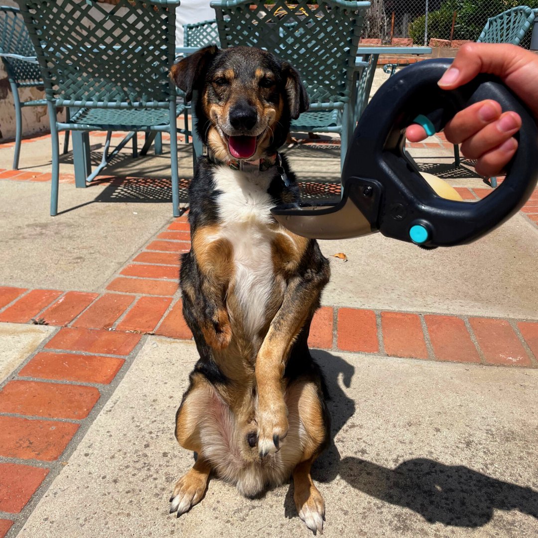 TailChasersLLC's tweet photo. Our tri-pawed friend Habanero is all smiles this #NationalSpeciallyAbledPetsDay, thanks to the hydrating power of Spleash!
Spark joy at https://t.co/EHai9H6BFl.
#speciallyableddogs #speciallyabled #tripawed #threeleggedpup #whatacutie #speciallyabledpetsday #maydayformutts https://t.co/2T7WPJrgvY