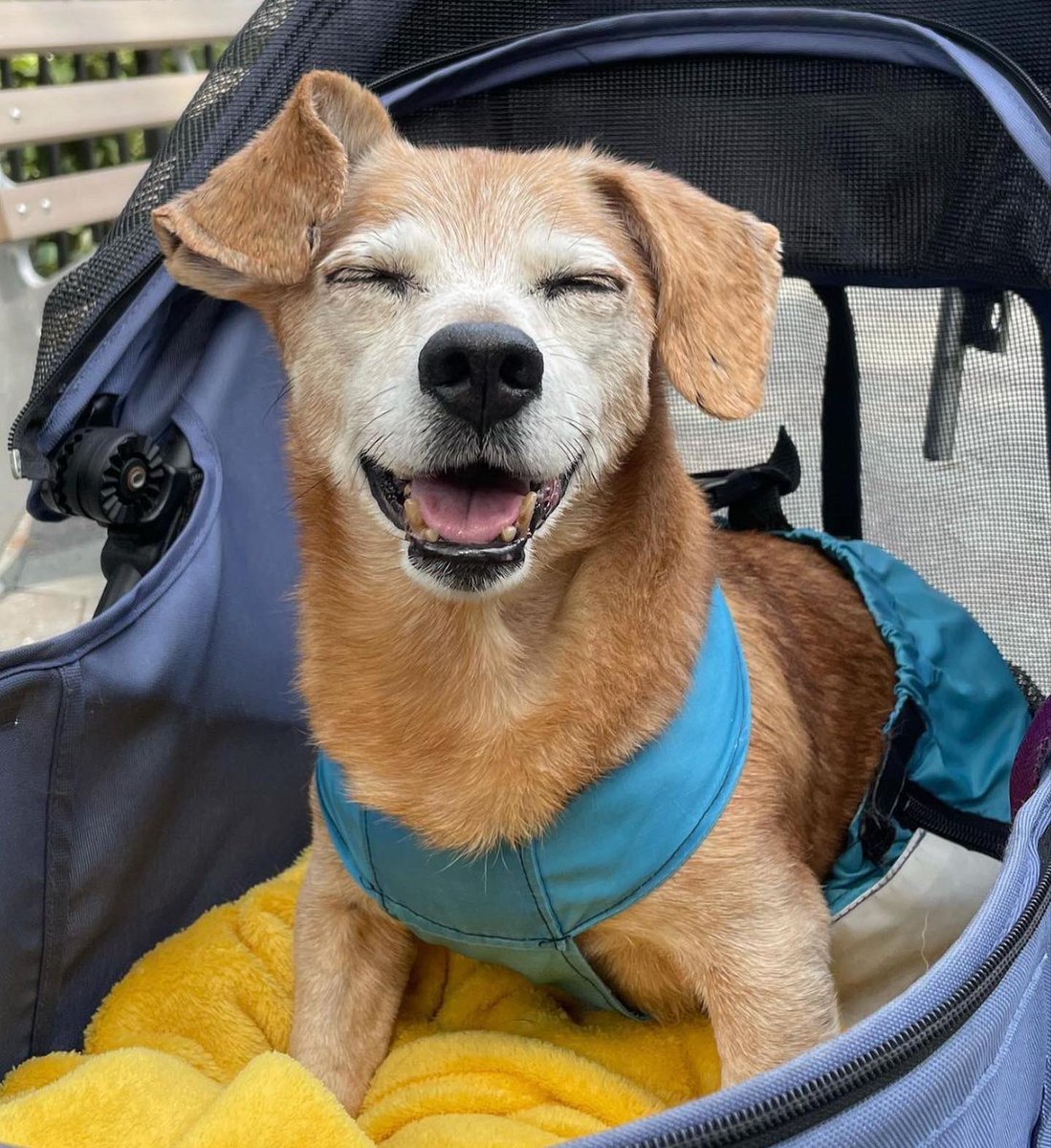 official_sapd's tweet photo. Happy National Specially-Abled Pets Day! This is adorable Oscar, our former Mascot that we sadly lost last year. He was loved by so many. We chose this first photo specifically because of the colors, to honor the pets of Ukraine. 🐾🇺🇦 #SpeciallyAbledPetsDay https://t.co/sZ5d3o87ph