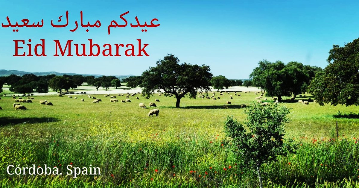 Tarik Azouau طارق أزواو tweet media