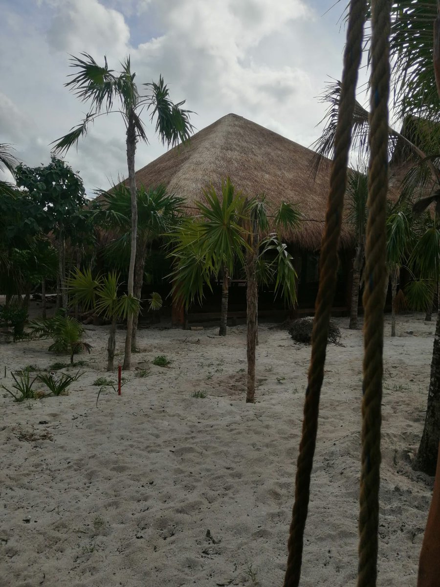 CitymarAC's tweet photo. S.O.S Cozumel necesita  tu Ayuda sus Arrecifes  están en peligro de extinción con la desbastacion de los Manglares y relleno de humedal la Autoridad hace casó omiso violación a todas  las Leyes Ambientales S.O.S https://t.co/uaR7MnXH7l