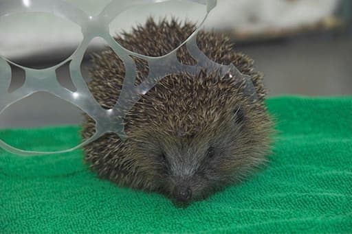 St Andrews University Hedgehog Friendly Campus on Twitter: St Andrews University Hedgehog Friendly Campus on Twitter: