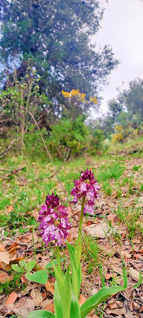 e13sirio's tweet photo. Y cuando el caminante baja la mirada al suelo es para sonreír por tanta belleza diminuta.
#Basaula #Lokiz #Navarra https://t.co/wVtyQNPzCs