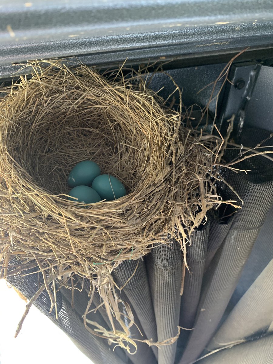 cindy_hundley's tweet photo. How it started. How it’s going. 🪺🪶♥️ #robinwatch @CornellBirds @audubonsociety https://t.co/JceVDJcXxh