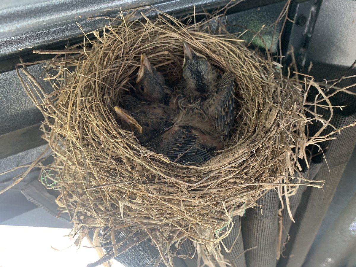 cindy_hundley's tweet photo. How it started. How it’s going. 🪺🪶♥️ #robinwatch @CornellBirds @audubonsociety https://t.co/JceVDJcXxh