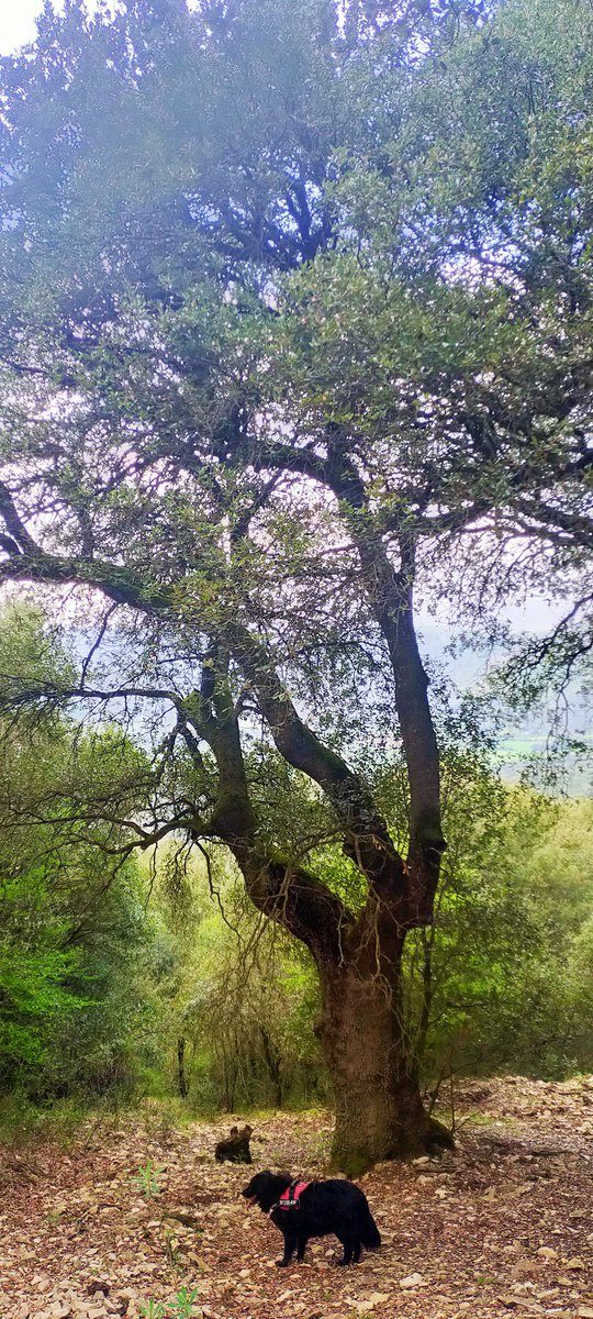 e13sirio's tweet photo. La encina es el árbol por antonomasia de #Basaula #Lokiz #Navarra
A mí me sobrecoge pasear debajo de ellas, ora amenazantes, ora suplicantes.
Veneración. https://t.co/AUOz5rEM7j