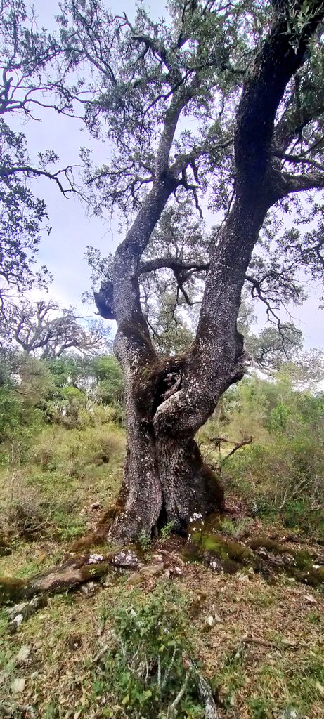 e13sirio's tweet photo. La encina es el árbol por antonomasia de #Basaula #Lokiz #Navarra
A mí me sobrecoge pasear debajo de ellas, ora amenazantes, ora suplicantes.
Veneración. https://t.co/AUOz5rEM7j