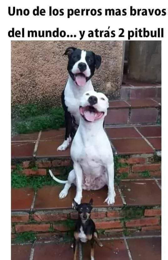 Abogado Animalista tweet media