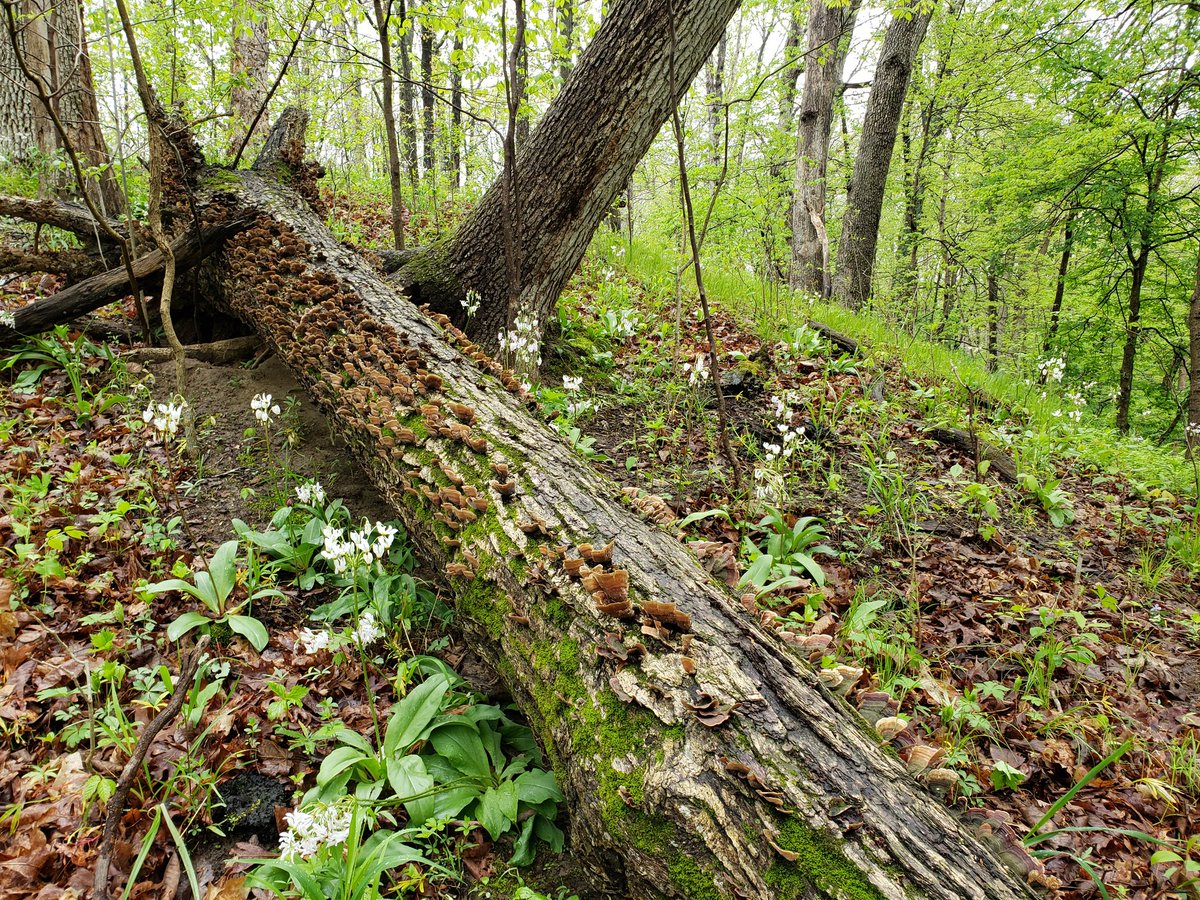 tomgrissom's tweet photo. the woods are waking up #IllinoisSpring https://t.co/HoRkmPgBVT