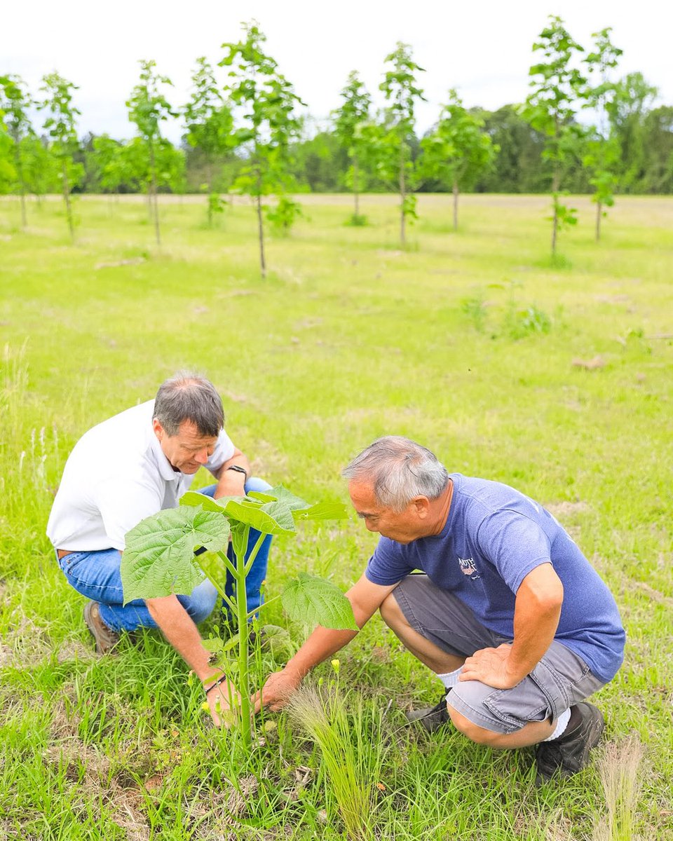 World Tree tweet media