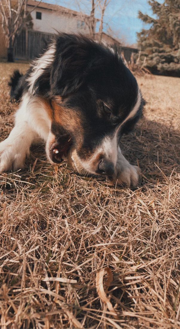 Baxter enjoying Manitoba’s spring - FINALLY! #FarmDogBax <a href="/farmers_edge/">Farmers Edge</a>
