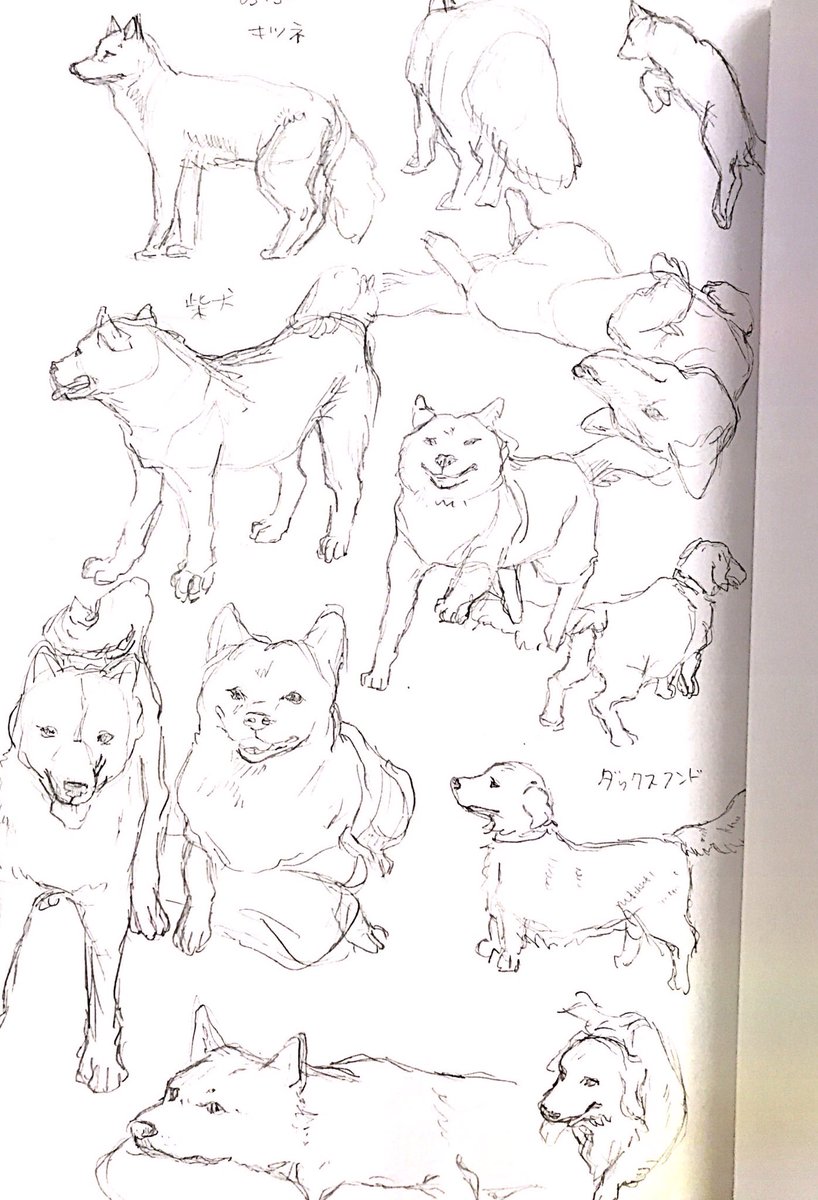 さっきの絵と同じ頃に動物も練習しよ!とせっせと模写ってたんだけどその直後にアニメション勉強に夢中になりだしてこっちも忘れてたし練習で得かけたものも綺麗さっぱり忘れたな…という記録です 
