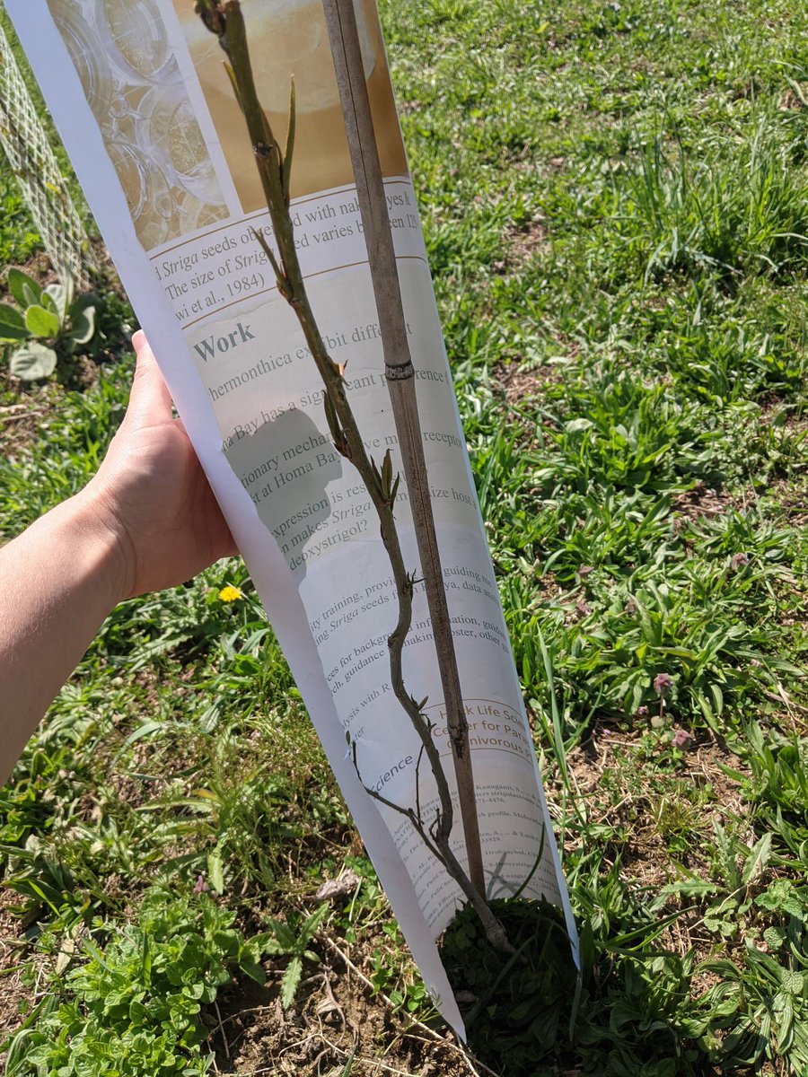 jilla_hamilton's tweet photo. Tired of unwieldy Poplar trying to escape cages when you've taken them off?! Check out Amanda Penn from the @LaskyJR lab's Poplar Life Hack - old conference posters make lovely sleeves to shape those Poplars back into their cages! #PopUpPoplar #NowYouKnow #FieldHacks https://t.co/7p34w0Lxma