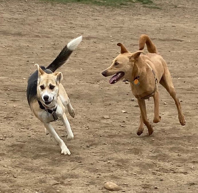 dogs_because's tweet photo. I think I'll start posting picture highlights of my day with "my" dogs. (They're not really mine, but I love them like they are💜)

Dogs make me happy. Some days it's only because of dogs that I even get out of bed.

#dogwalker #mentalhealth #dogsplaying #becauseofdogs https://t.co/m3B3Y2c0T8