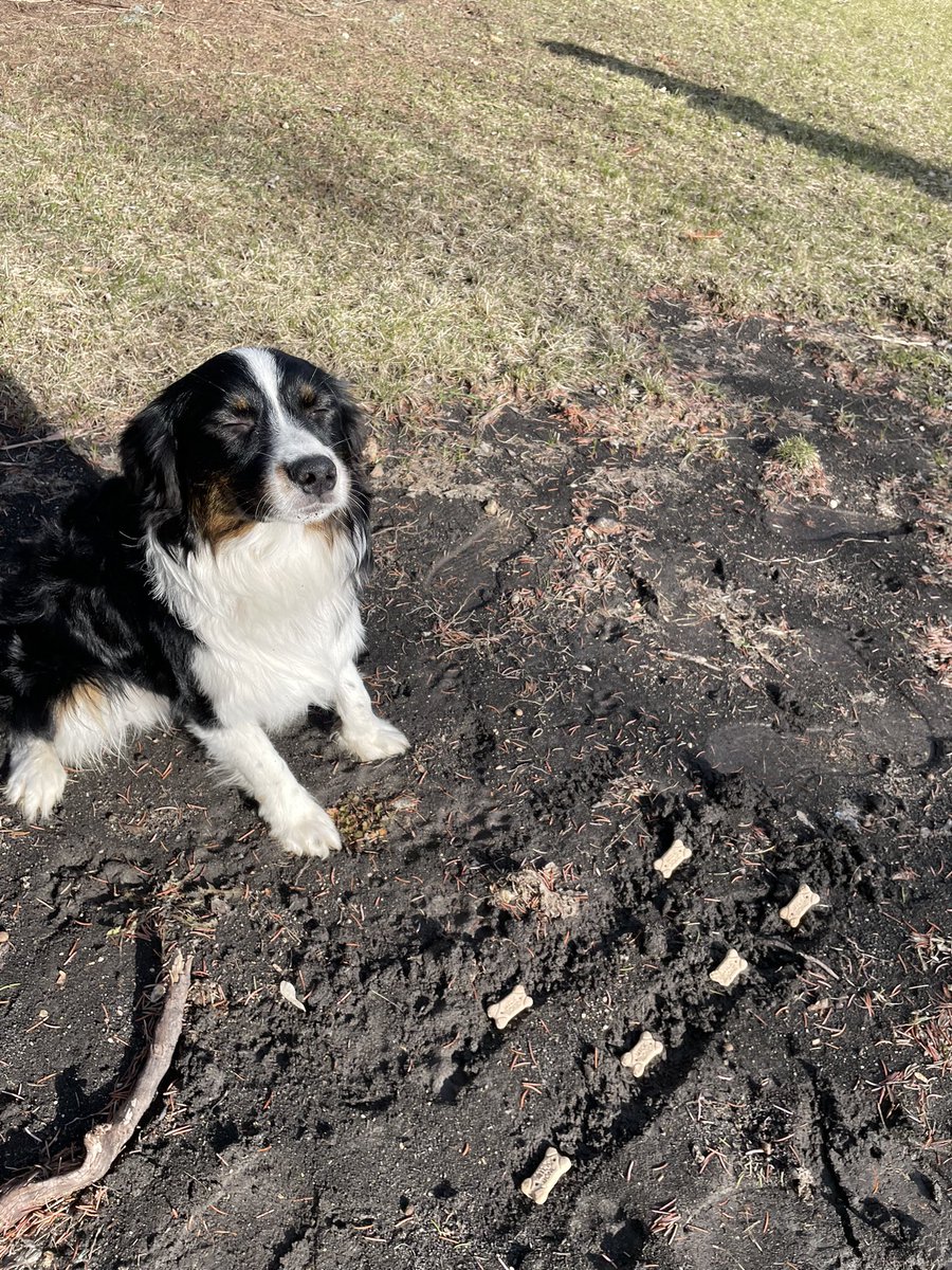 Bax is all done seeding for the season! You can harvest milk bones, right! #FarmDogBax <a href="/farmers_edge/">Farmers Edge</a>