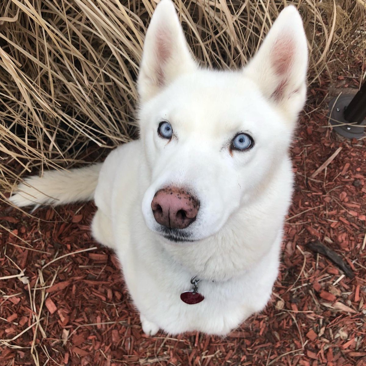 MirandaSlaback's tweet photo. @StanfordSteve82 This is how I felt about my dog. It is the saddest feeling losing your best friend. Lost my bestie Mystic 4/19 from a short sickness. She was my world. 💔❤️ https://t.co/cpytwlF1tD