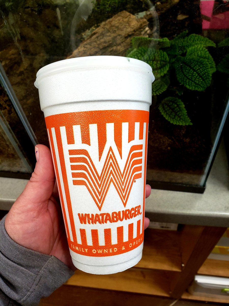 Needed a tool to catch come some beetles and true bugs, but couldn't find one. Thanks to this <a href="/Whataburger/">Whataburger®</a> cup for helping me out! Could you say "whatacup"? 😆 Now our Ss will have some insects to observe (and then release.) 🔍🐞🪲📓 <a href="/OutdoorAmy/">Amy Hollenshead</a> <a href="/NISDScience/">NISD Science</a>