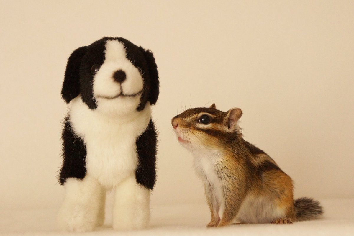 シマリスのソフィー🐿Sophie,Bikke&Tod tweet media