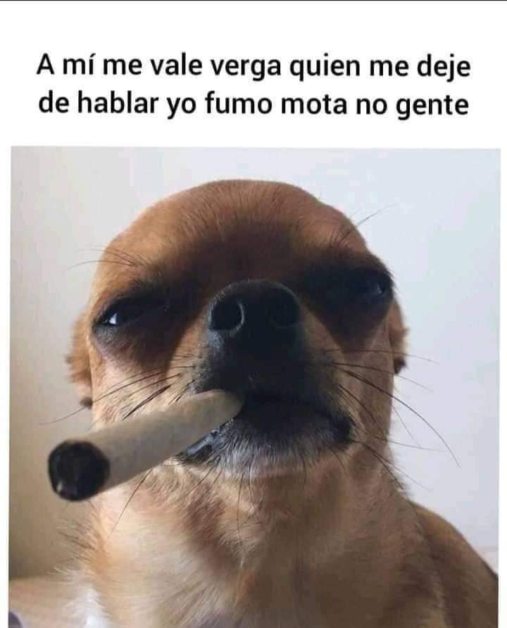 OUTLETweed's tweet photo. Ya saben 🤣🤣🤣✌️✌️✌️
https://t.co/iWeEgKFqzd https://t.co/c168YwwuqU