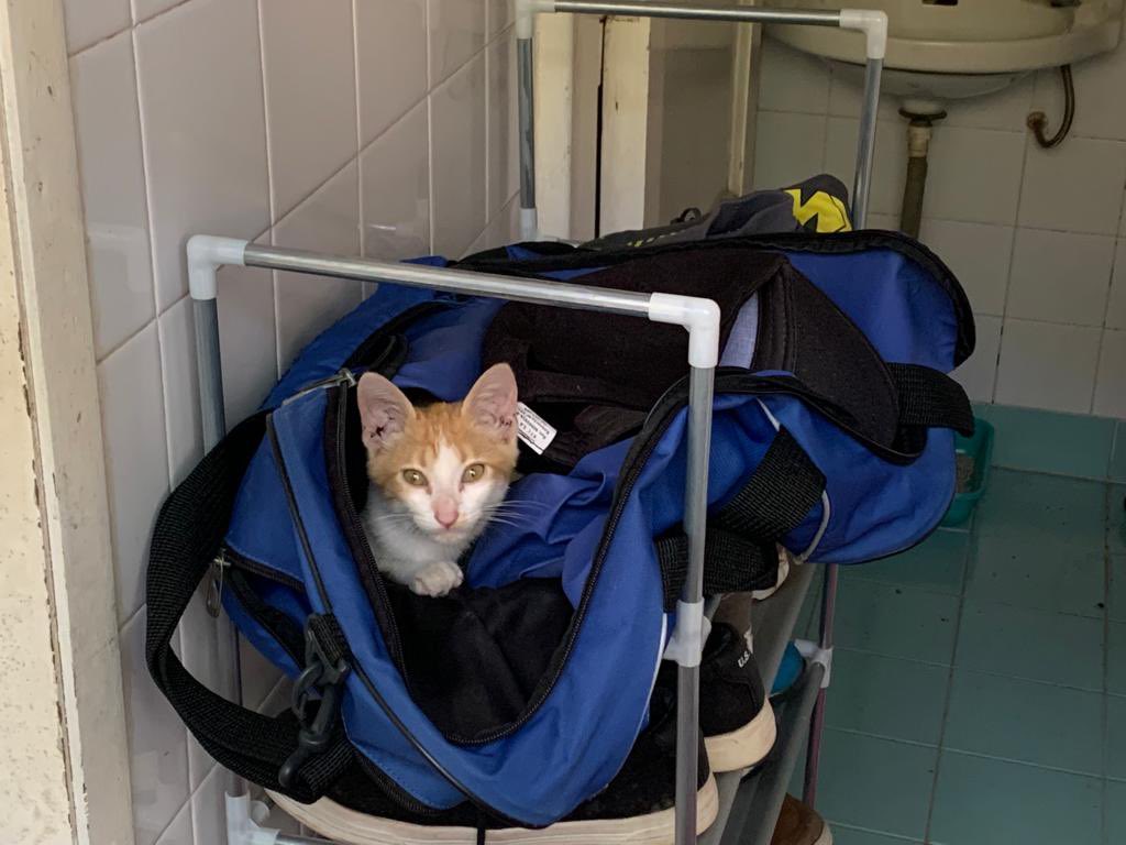 gabramirez98's tweet photo. Buenas! Mi mama secuestró digo rescató otro gatito, ya está desparasitado, es muy manso y le estamos buscando una casa responsable donde le vayan a cuidar, cualquier cosa me pueden escribir al DM o al 0994150178. Ayudenme a compartir por favor 🙏🏼 https://t.co/qpbnmxDkBG