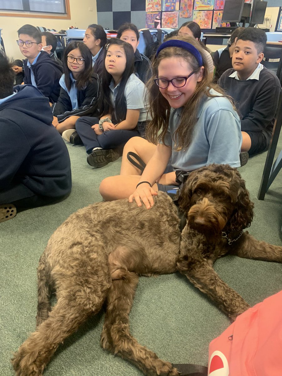 Return to school for Term 2 for our Wellbeing School Support Dog Lenny <a href="/LansvaleEast/">Lansvale East Public School</a> <a href="/NSWeducation/">NSW Dept of Education</a> #dogsofDoE #teachNSW #teacherspet #inclusiveeducation #teachandmakeadifference