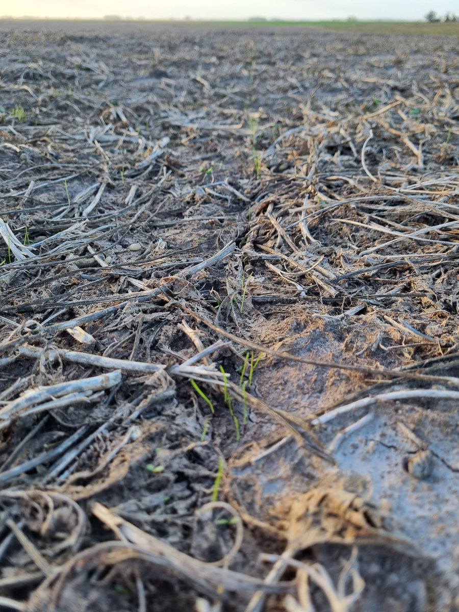 PolachoApolant's tweet photo. #Festuca #RoyalQ200 Pradera PP2 y PP1 con 10 días de sembrado. Atardecer frío por el departamento de Lavalleja.
@GentosUy https://t.co/roUPAdE9iY