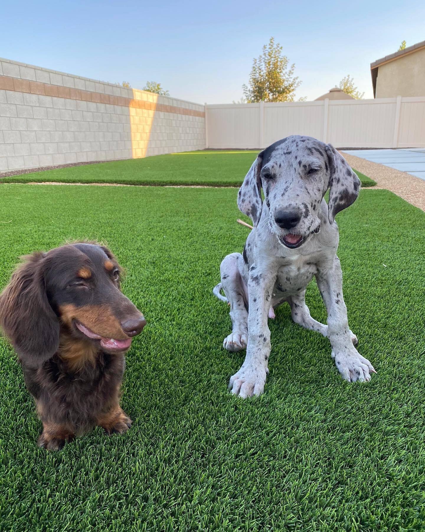 great dane dachshund mix puppies