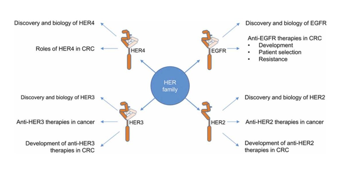 Scientists #review how HER family members were discovered, their functions and roles in cancer, and most importantly, the developmental history and recent updates of therapies targeting HER family members, with #ColorectalCancer as a focus. 

📚 bit.ly/37bdRA7