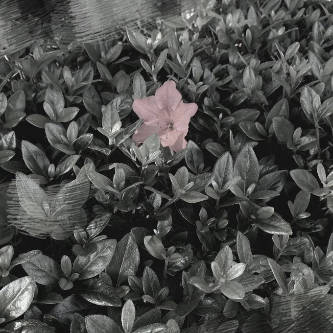 サツキのtwitterイラスト検索結果