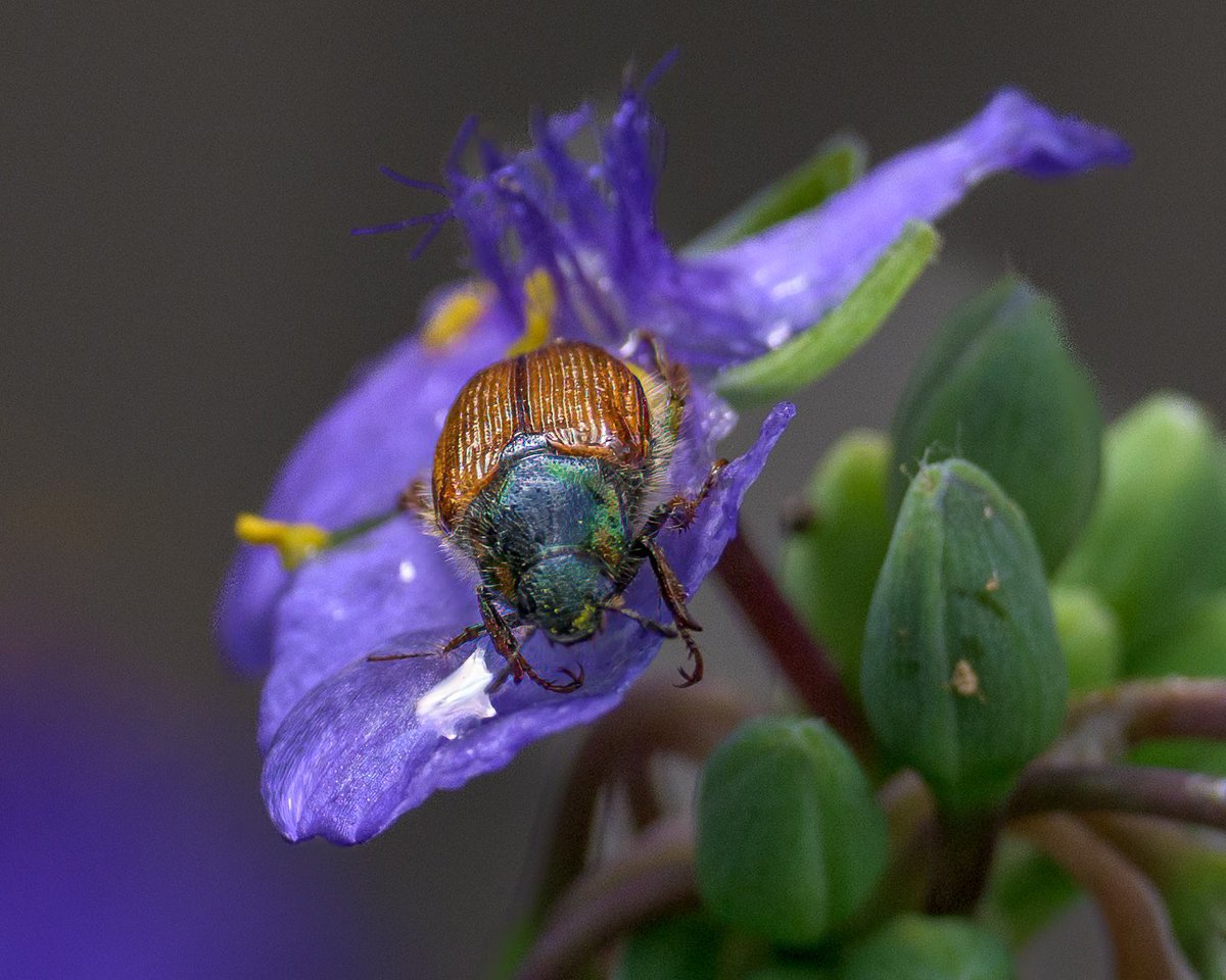cassity_pat's tweet photo. Bug!!! #nature #NaturePhotography #macro #macrophotography #photography #Nikon #Texas https://t.co/kAtLBjzT3S