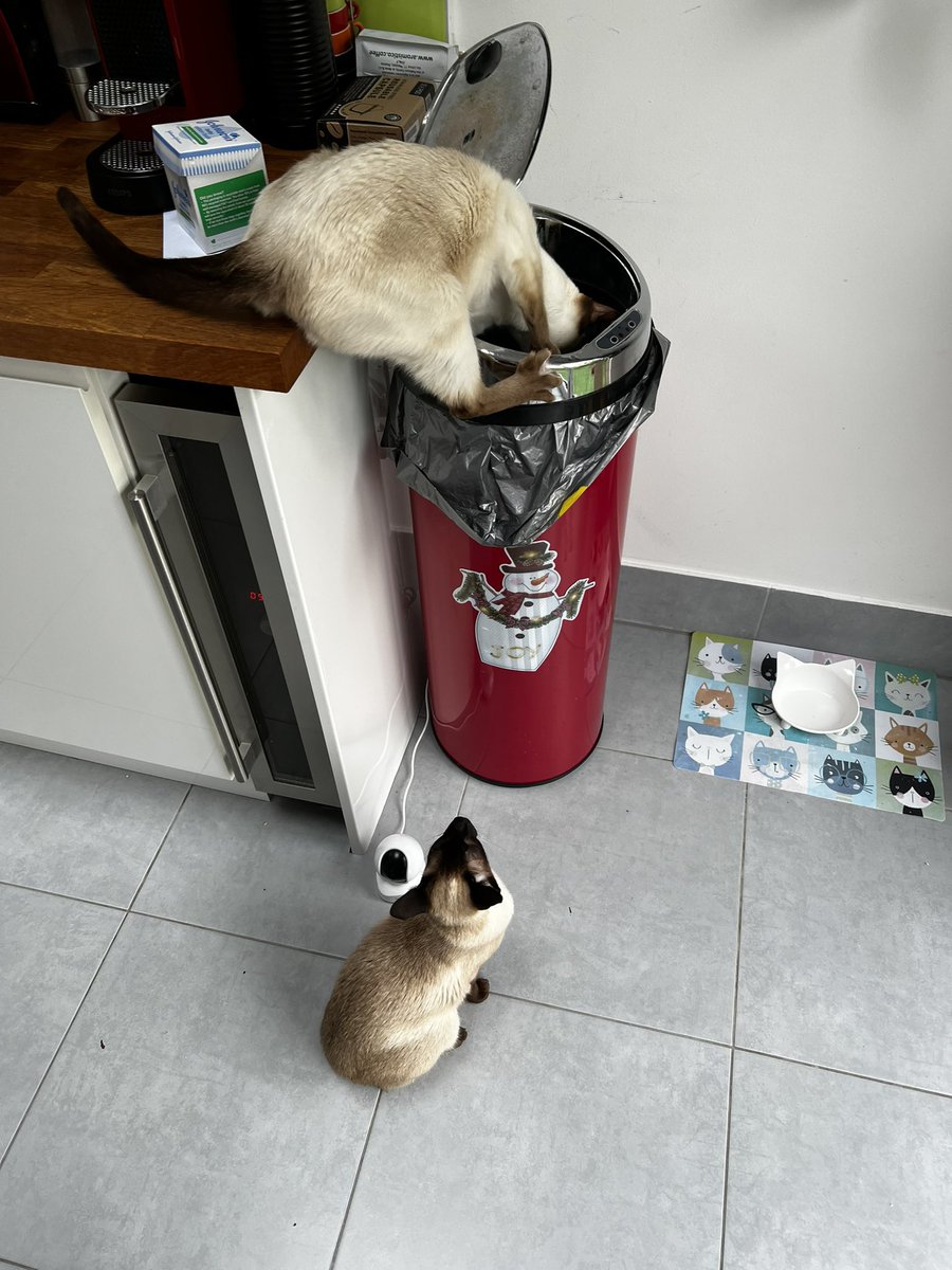 Move along… Nothing to see here… (Pops might’ve worked out how to open the sensor bin… 😼😻🙈😩)

#MeezerMischief #CatsOfTwitter #Cats