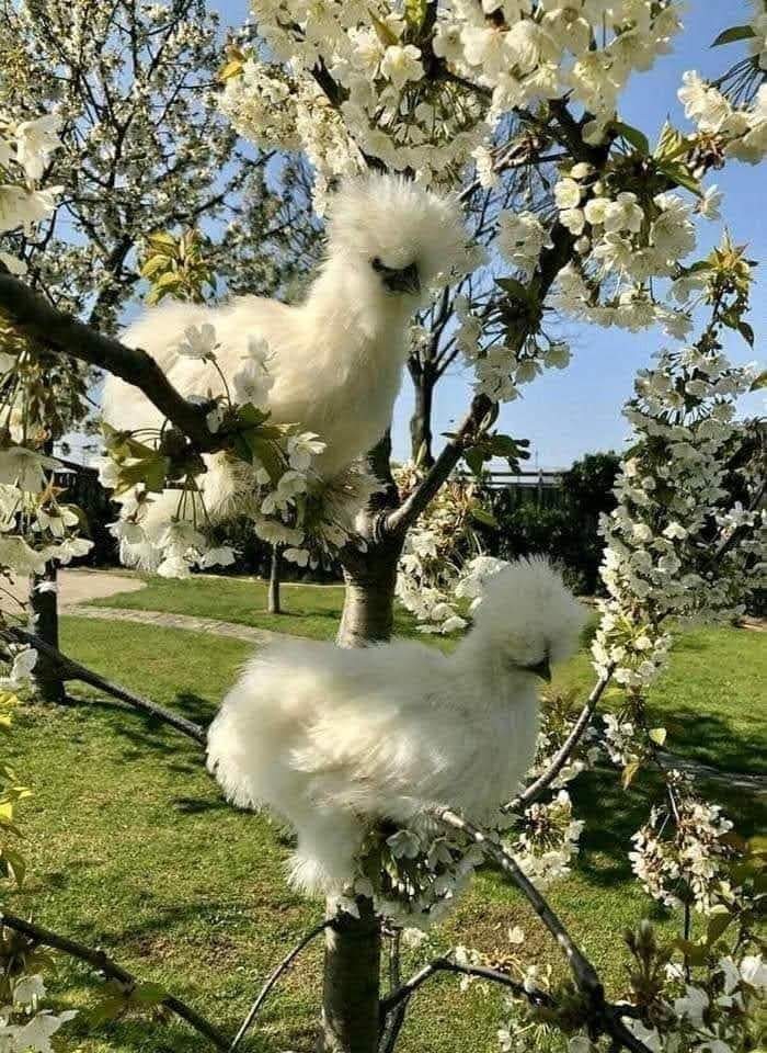 Krystyn31197823's tweet photo. 🌼🤍🌼 Good morning...🌼🤍🌼 https://t.co/pqxvrOIBN8
