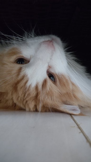 床冷たくてきもぢいい 