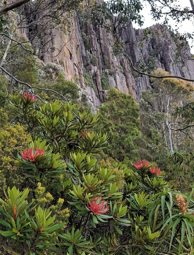 EcolSocAus's tweet photo. We have a new Research Chapter! Please welcome the Australian #VegetationClassification (AUVC) Research Chapter. ๐ To find out more, visit:
https://t.co/euUlsHHpIY
๐ท: Telopea truncata in flower on #kunanyi, Kristy Stevenson.
#Telopea #Waratah @sarahluxton https://t.co/C6V8zAe3t8